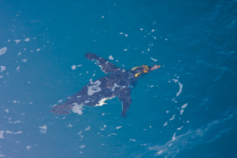 Macaroni Penguin Swimming Underwater